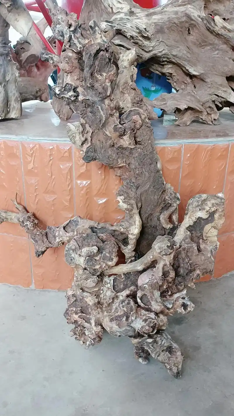 天然艺术品树根大自然能工巧匠期待又一批完美作品
