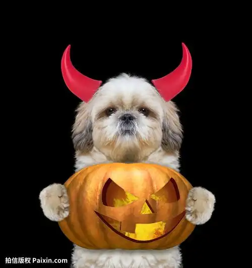 动物,秋天,背景,犬齿,庆典,性格,令人愉快的,颜色