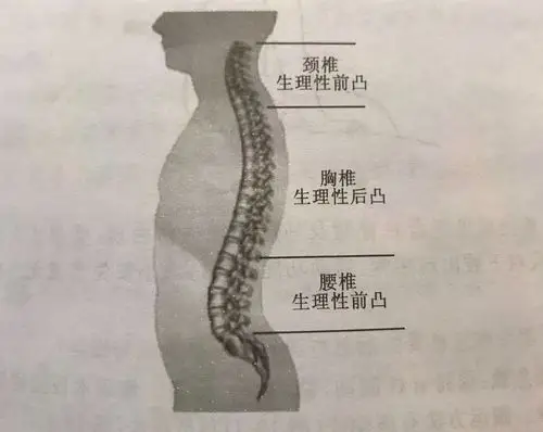 胸腰椎骨折围手术期康复指导