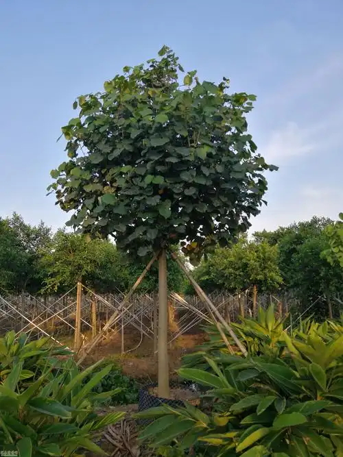 广东中山黄槿价格及朴仔采购供应价格_花木商情网