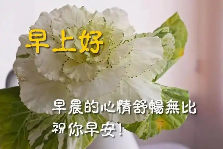 特别漂亮的早上好温馨祝福朋友暖心问候图片 早上好问候温暖祝福图片