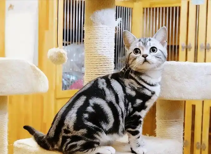 2w 美短猫的毛发颜色有很多,根据颜色和品相不同,价格也会不同.