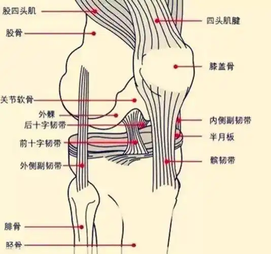 膝关节(knee joint)由股骨内,外侧髁和胫骨内,外侧髁以及髌骨构成,是
