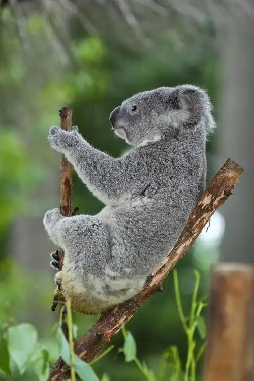 可爱的考拉熊 图片素材下载-陆地动物-生物世界-图片素材 - 集图网
