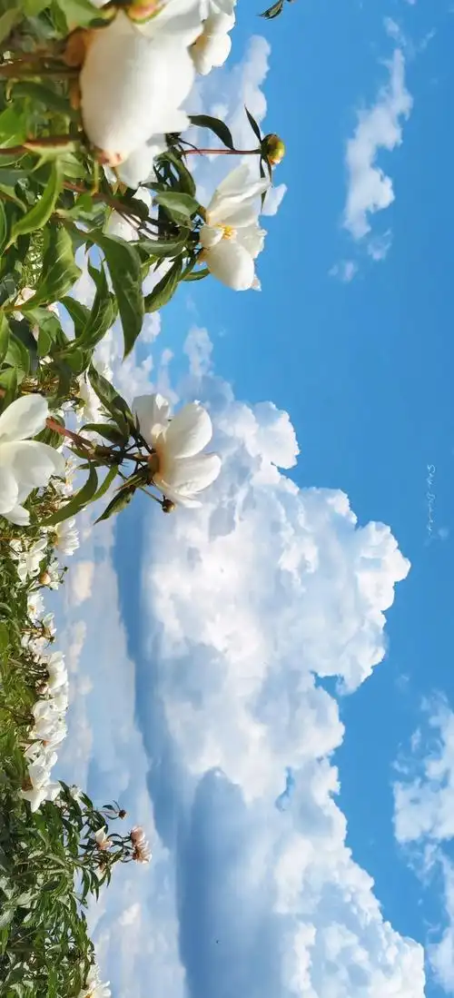 "坠入宫崎骏的夏天 云朵可爱 你也温柔"#治愈系风景 - 抖音
