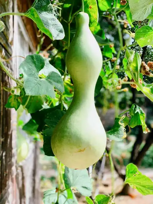 青青葫芦挂满藤,形态各异美不同