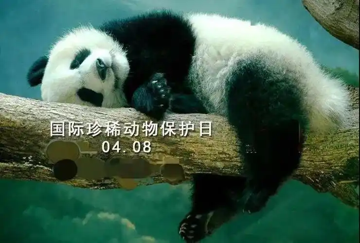 珍惜因为它们珍稀国际珍稀动物保护日