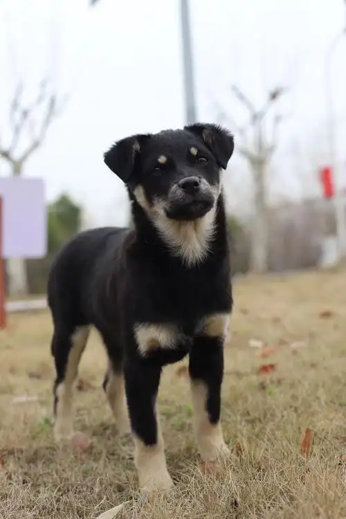 校园里的四眼狗狗们