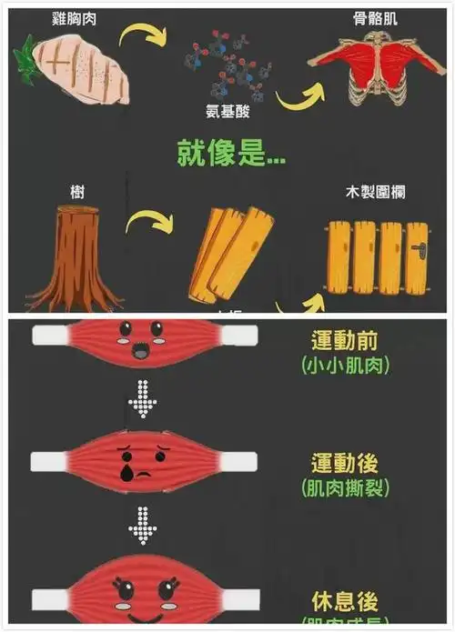 在锻炼期间不管是侧重增肌,还是减脂,提高耐力,肌肉在收缩过程中都会