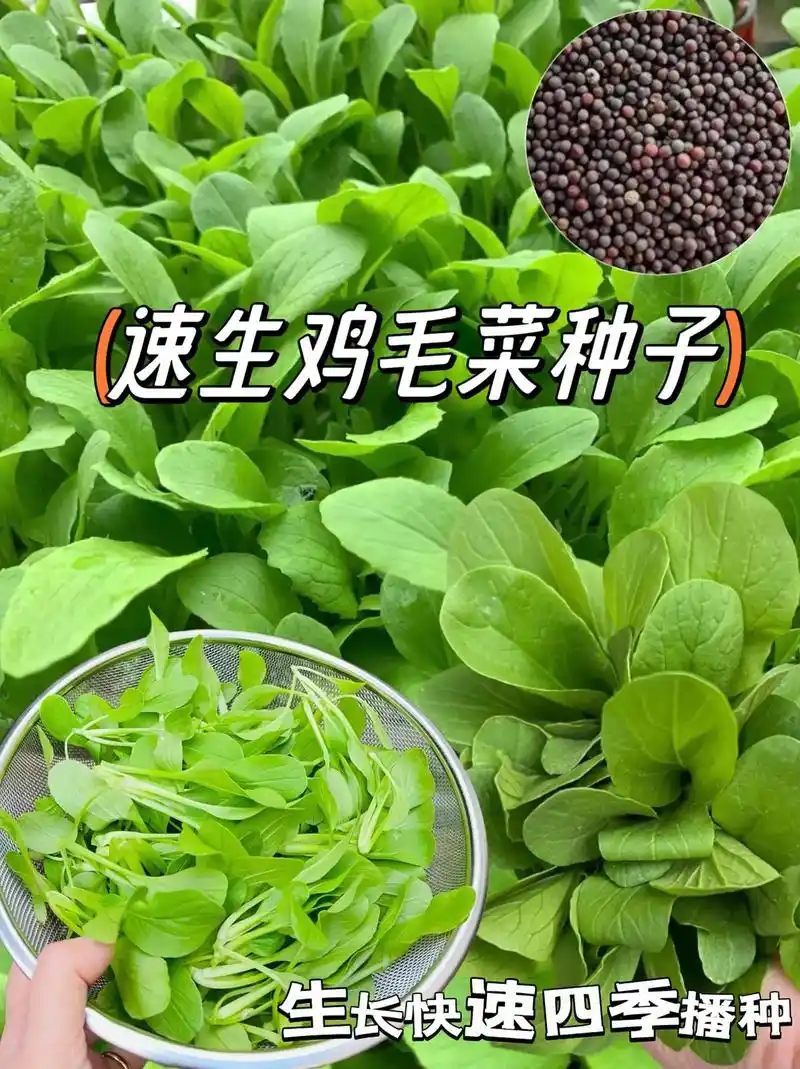 家人们～这款四季可种的鸡毛菜来了!
