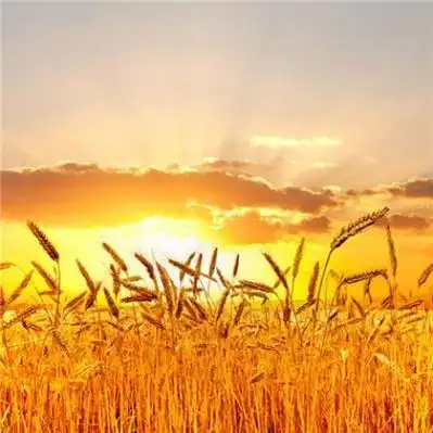 2021年发财转运风景头像图片高清能曾加风水财运的唯美图片头像