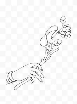 线性佛手png素材透明免抠图片-其他元素