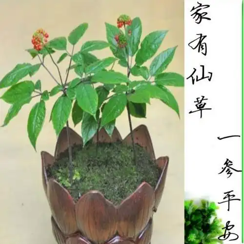 如何盆栽西洋参