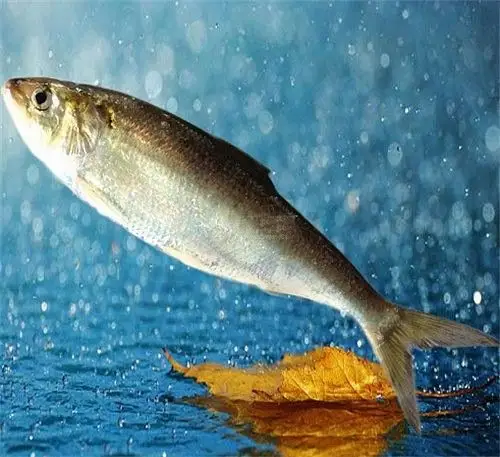 鲥鱼好不好 鲥鱼的做法大全推荐