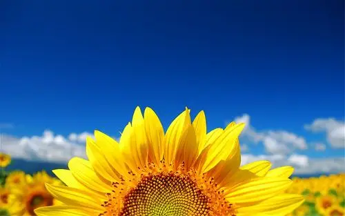 黄色向日葵清新植物高清桌面壁纸图片下载