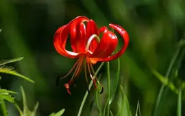 紫萱 - 多年生草本植物