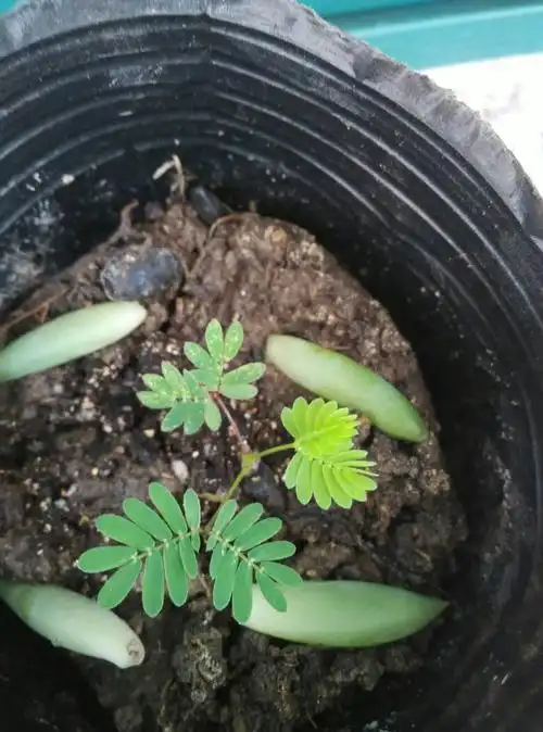 请各位大侠帮我看一看,这是含羞草幼苗吗🌱🌱🌱_百度知道