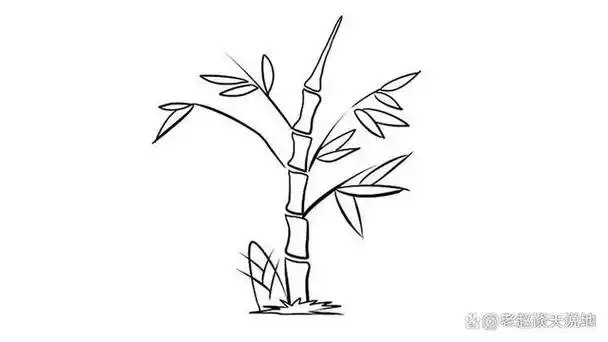 竹子简笔画好看又简单