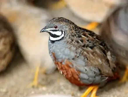 八品绣鹌鹑--有图为证……8