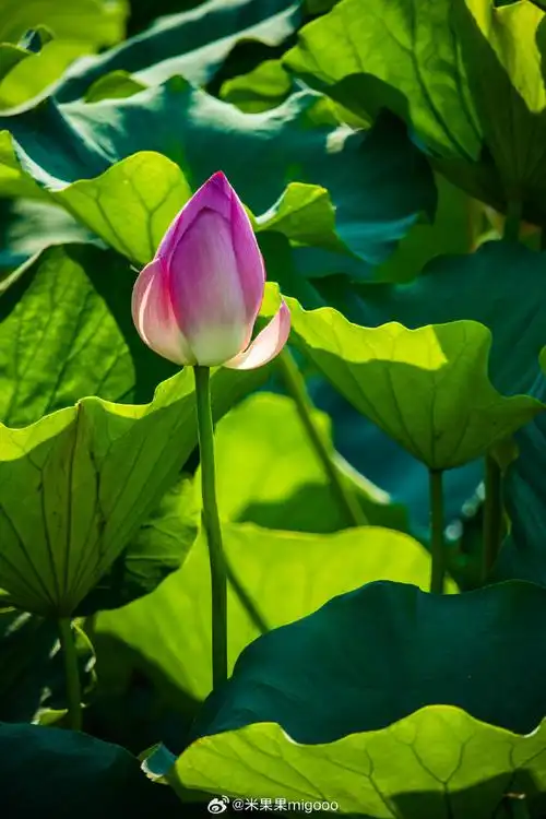 微博旅行家##给生活点颜色看看##微博旅行生活记