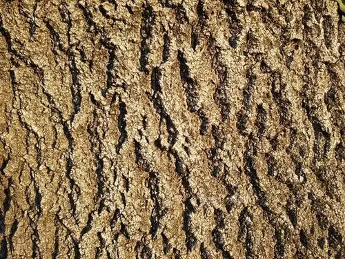 树皮, 灰分, 脊, 树皮, 网树皮, 白蜡树皮(bark, ash, ridge, tree