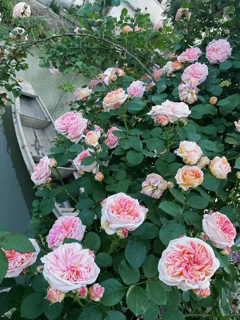 蔷薇花 #花期已至美好如初 最近没有什么很特别 - 抖音