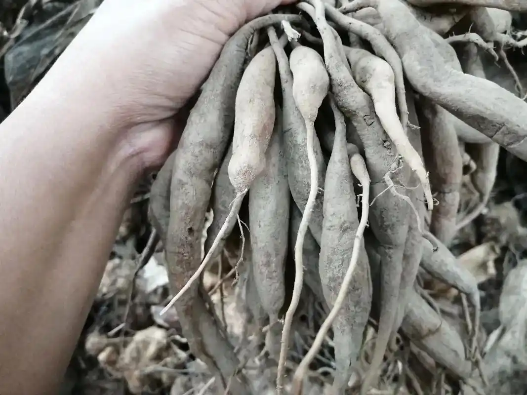 野生天门冬来咯