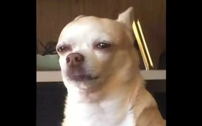 "不要笑挑战" 国外爆笑狗子集锦