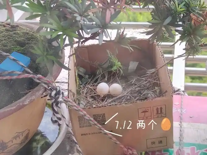 斑鸠啾啾丨珠颈斑鸠在我家下崽孵崽实录