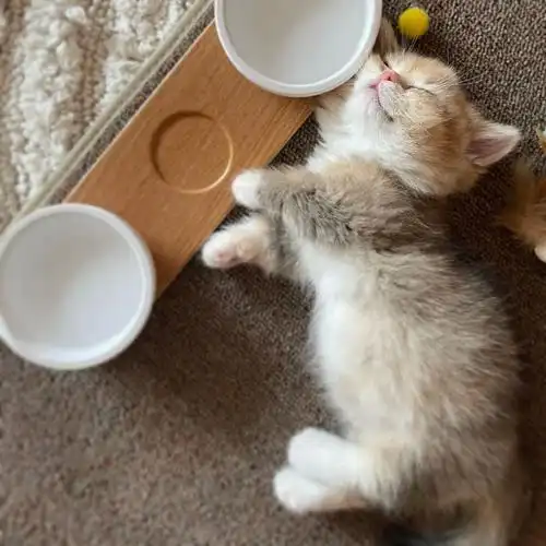 小猫咪的生活能有多安逸##小猫咪长得能有多像媒婆