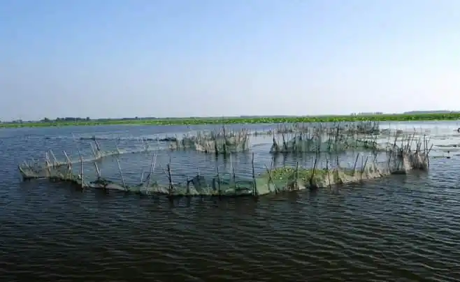 迷魂阵捕鱼网的摆法