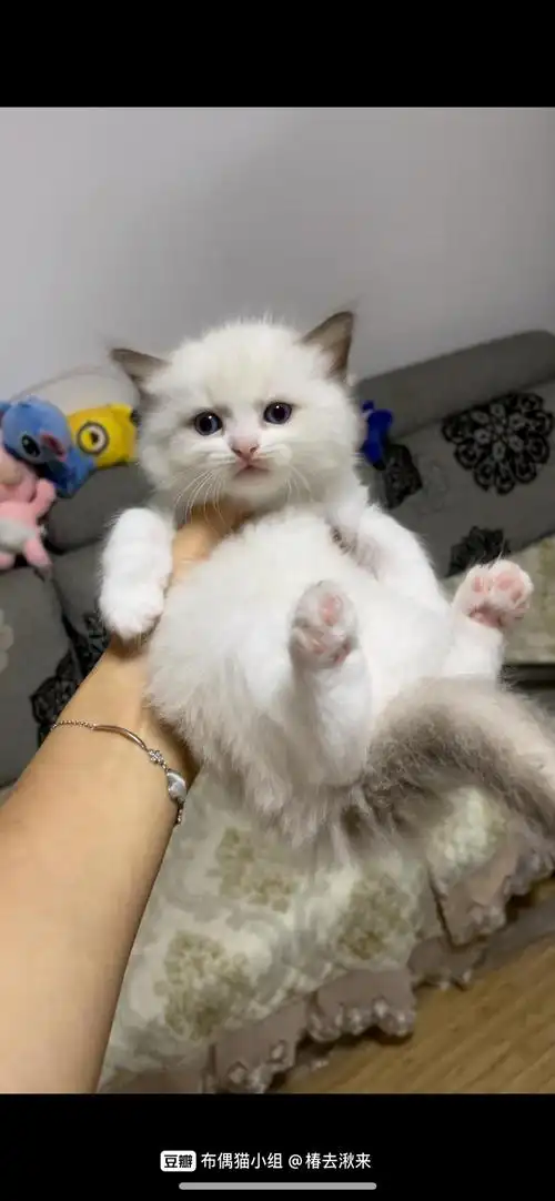 合肥布偶猫幼崽家养出