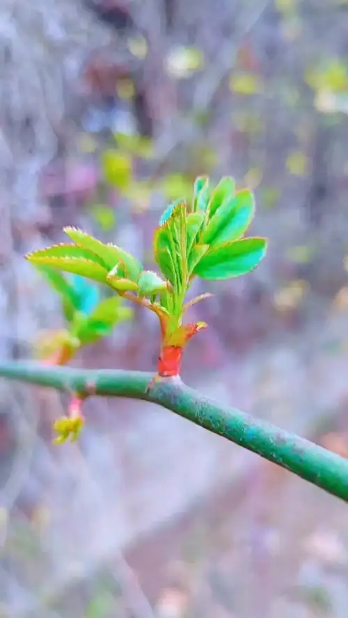 怒放吧,蔷薇0306!