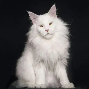 【猫咪活物异瞳】猫咪活物异瞳品牌,价格 - 阿里巴巴