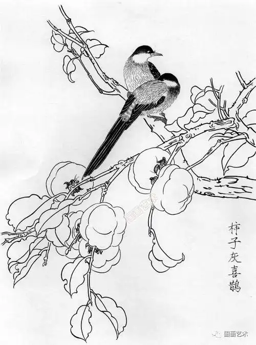 春天来了,欣赏一组白描花鸟画稿!