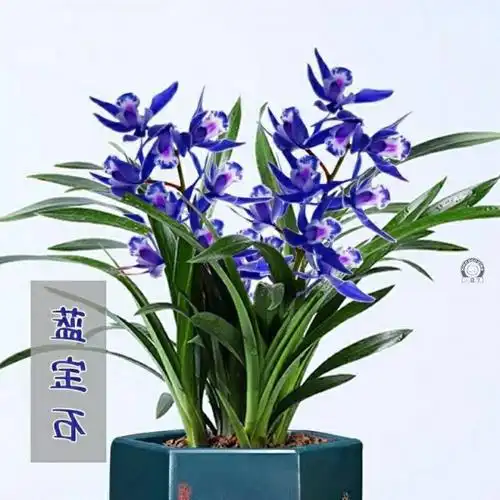 超香 蓝宝石兰花苗盆栽浓香型大花室内四季常青花卉建兰名贵兰草