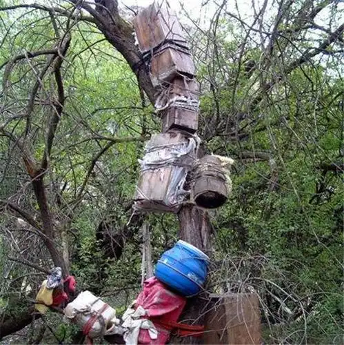 藏族最神秘的葬礼:树葬