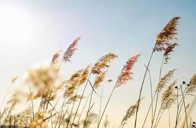 借一把清风吹开阴霾接一碗烈酒谈笑风生唯美治愈小诗送给你