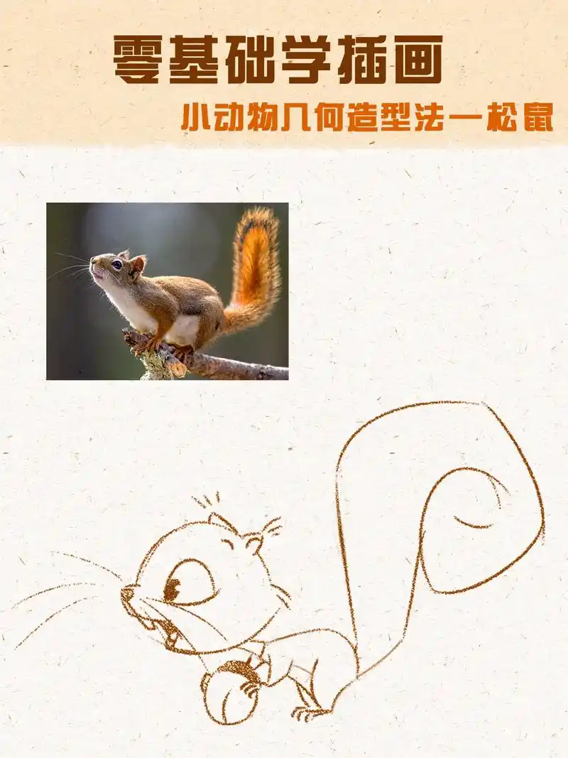 零基础动物插画教程,小松鼠太萌啦#插画 #画画 #绘画 #新 - 抖音