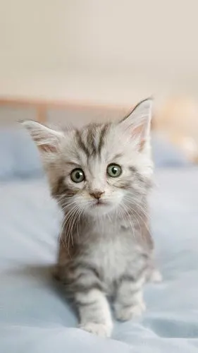 【手机壁纸分享】萌萌的小猫咪,喜欢么?