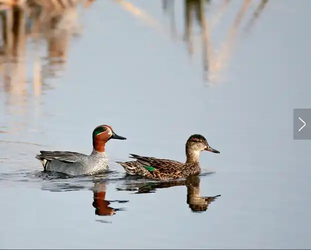 中国多种野鸭走向绝境