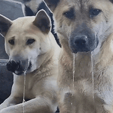 diy斗图表情_gif在线制作_梗图制作_动图在线制作_表情下载_图片下载