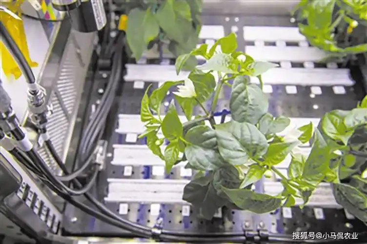 神14航天员实现太空"种水稻",一个月长30厘米,关乎中国人饭碗_空间站