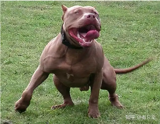 聊一聊烈性犬这些知识你都知道吗一起涨姿势