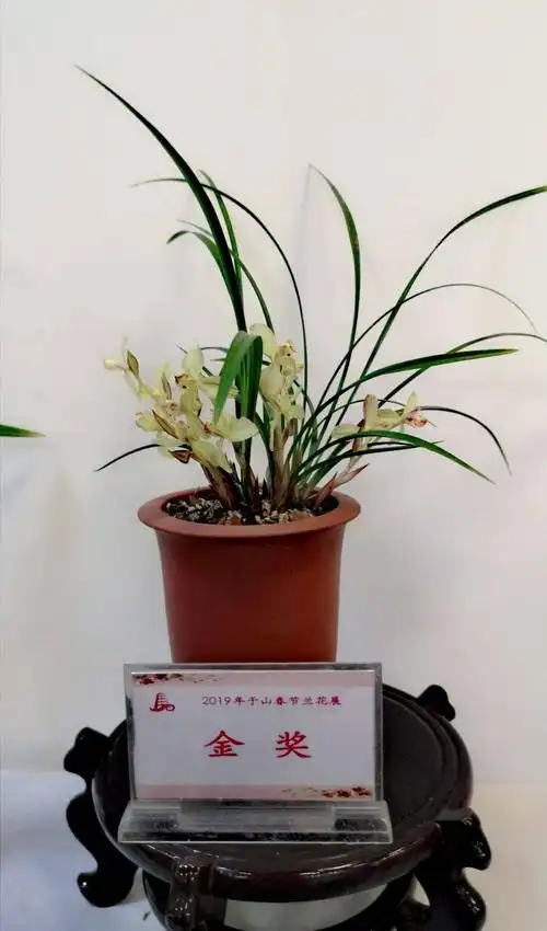 获得今年金奖的兰花盆景.