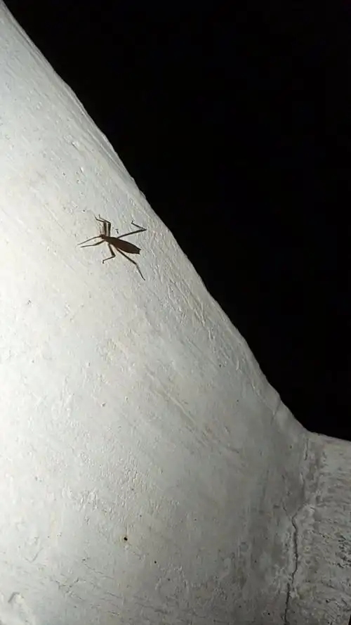 屁股那里是平的,不是和蚱蜢一样尖的;最前面两个爪子类子于螳螂的爪子