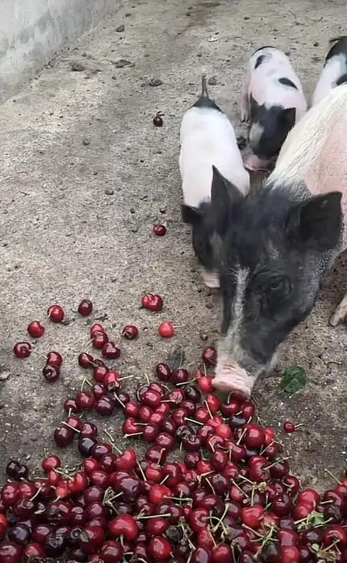 韩国网友看西瓜喂猪喊话:应该拿来给我们吃!俄罗斯回怼笑麻了