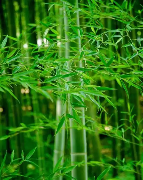 翠绿的竹子,高清图片,植物-回车图片