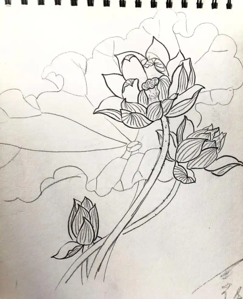 荷花速写合集.#一起学画画 #每日一画 #手绘 #零基础学画 - 抖音