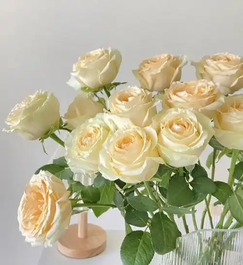 线上花铺丨蜜桃雪山玫瑰34包邮